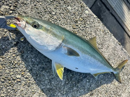 メジロの釣果