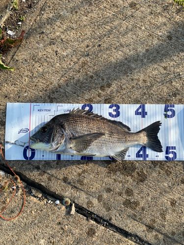 チヌの釣果