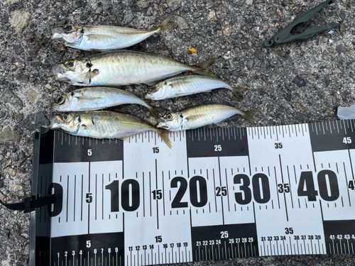 アジの釣果