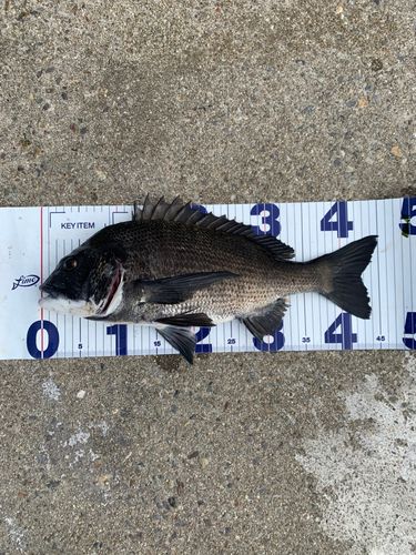 チヌの釣果