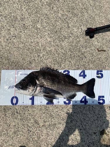 チヌの釣果