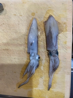 ヒイカの釣果
