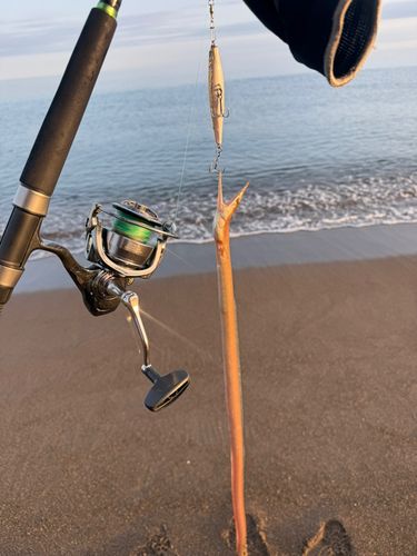 ダイナンウミヘビの釣果