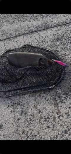 モンゴウイカの釣果