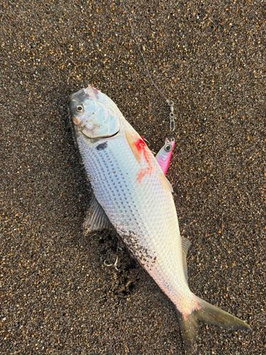 コノシロの釣果