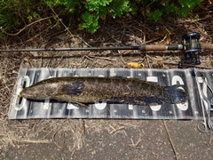 ライギョの釣果