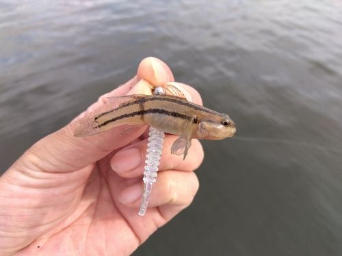ハゼの釣果