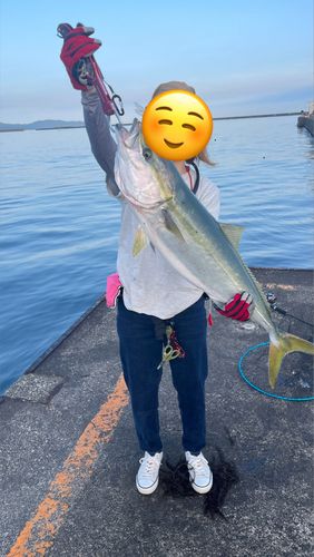 ブリの釣果