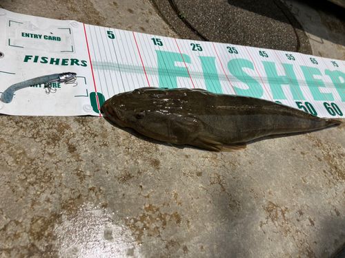 マゴチの釣果