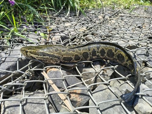 ライギョの釣果
