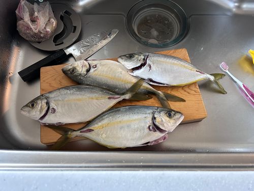 シマアジの釣果