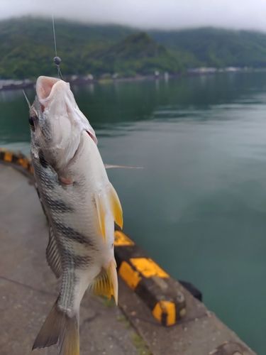 キビレの釣果