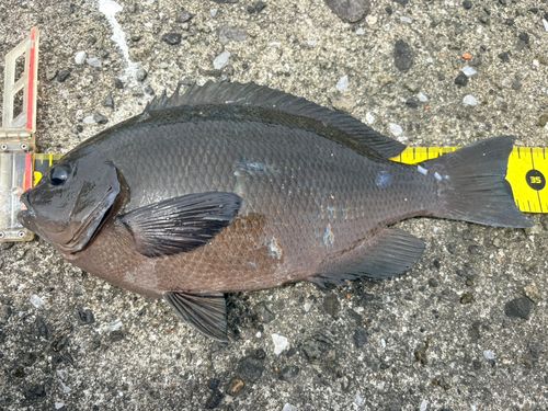 メジナの釣果