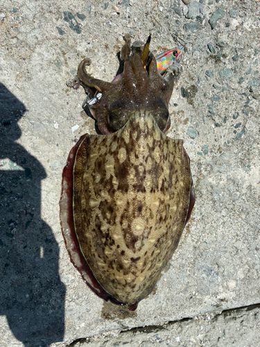 モンゴウイカの釣果
