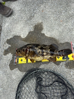 ベッコウゾイの釣果