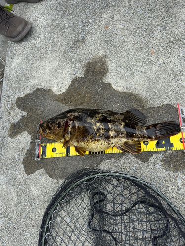 ベッコウゾイの釣果