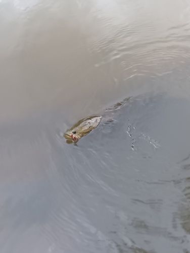 ライギョの釣果