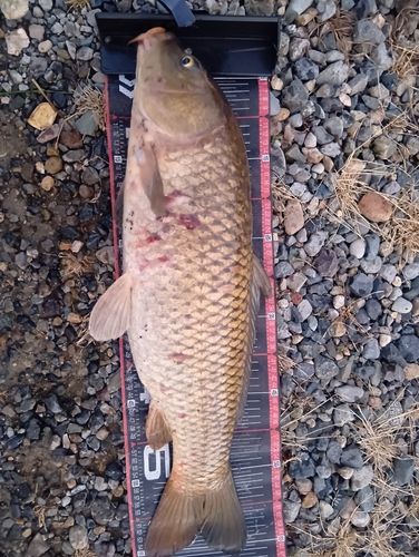コイの釣果