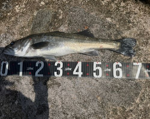 スズキの釣果