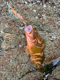 キジハタの釣果