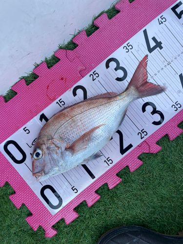マダイの釣果