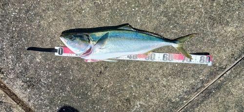 メジロの釣果