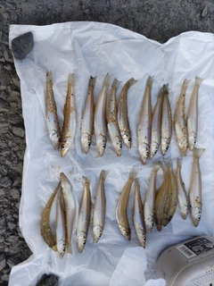 キスの釣果
