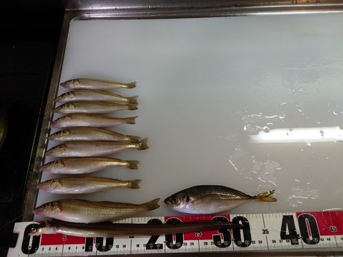 アナゴの釣果