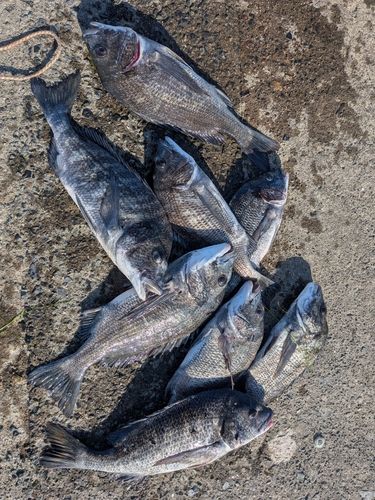 チヌの釣果