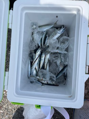 サバの釣果