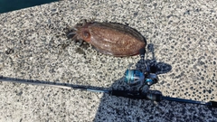 モンゴウイカの釣果