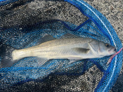 フッコ（マルスズキ）の釣果
