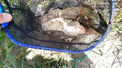ライギョの釣果