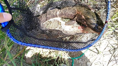 ライギョの釣果