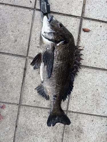 クロダイの釣果