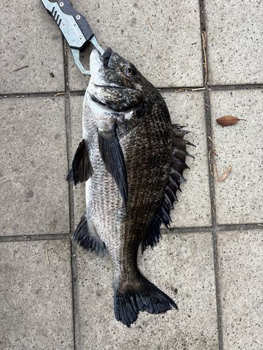 クロダイの釣果