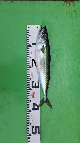 サバの釣果