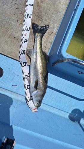 スズキの釣果