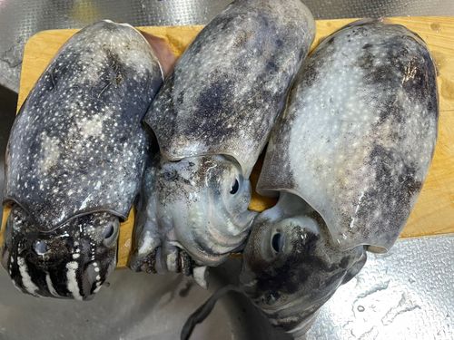 シリヤケイカの釣果