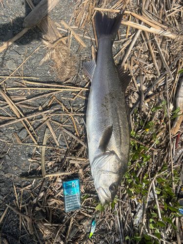 マルスズキの釣果