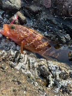キジハタの釣果
