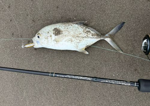 メッキの釣果