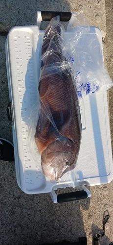 コブダイの釣果