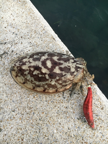 コウイカの釣果