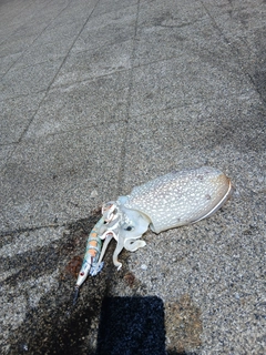 シリヤケイカの釣果