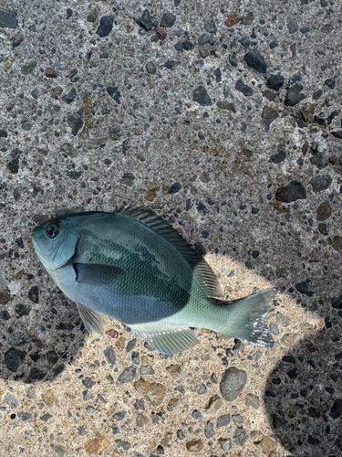 メジナの釣果