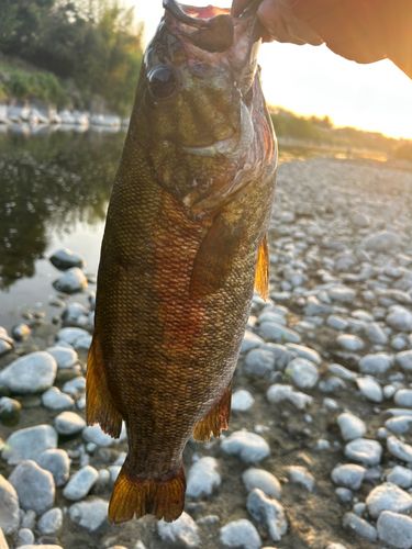 スモールマウスバスの釣果