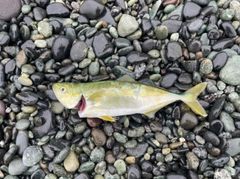 ワカシの釣果