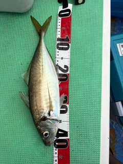 マアジの釣果