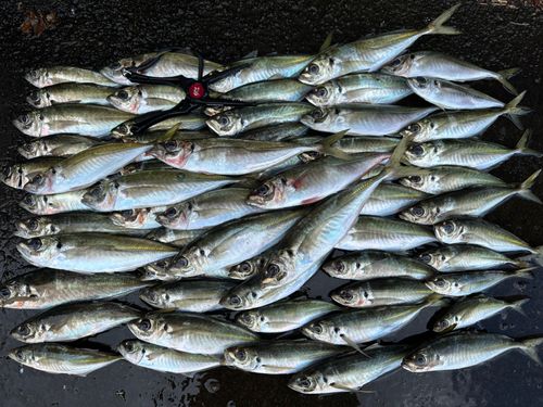 アジの釣果